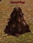 imagescajvlly4.jpg
